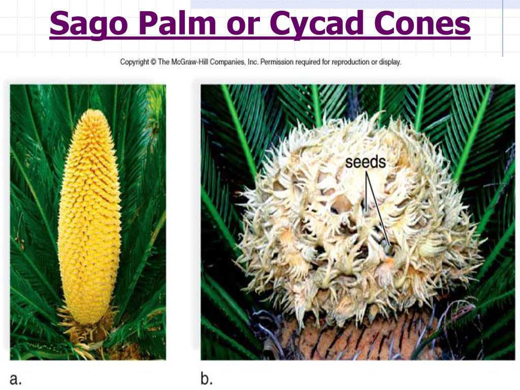 Sago Palm or Cycad Cones