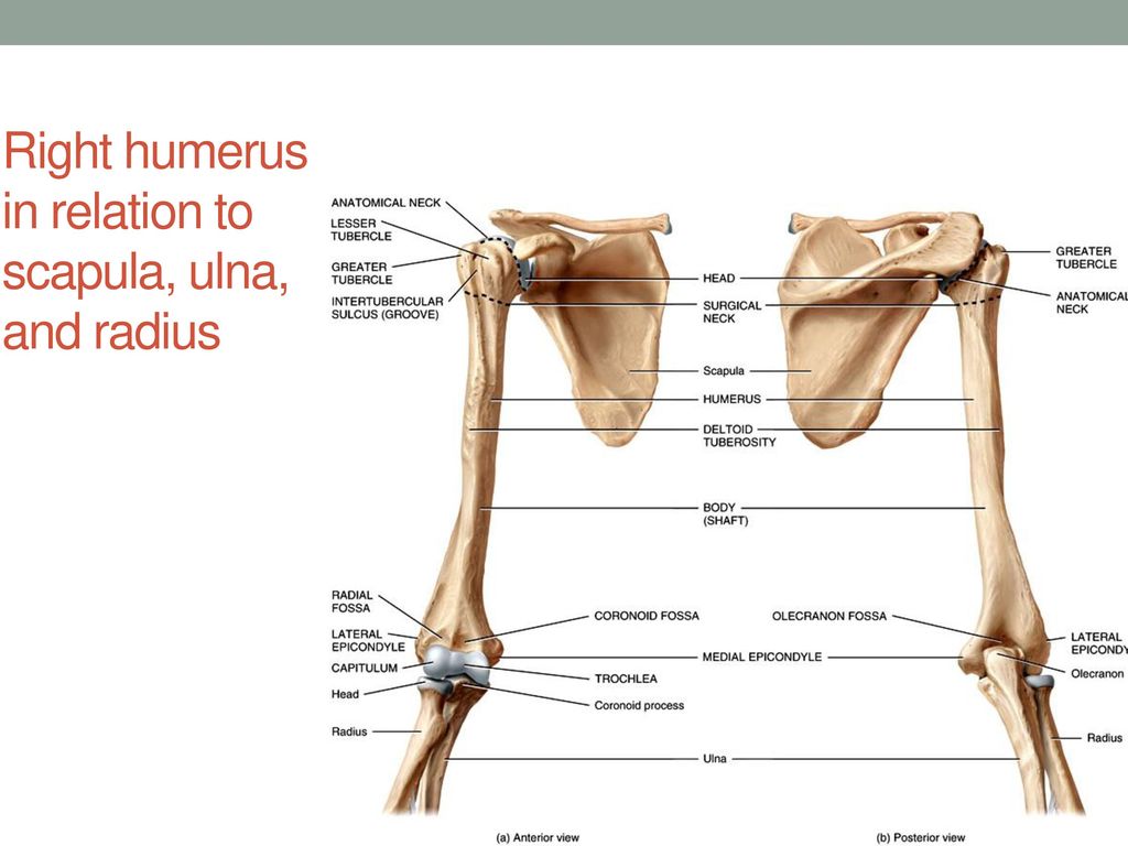 Где находится плечевая кость. Humerus. Humerus Ulna. Плечевая кость os Humerus. Хумерус латынь.