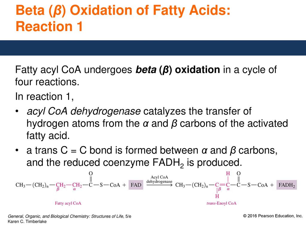 24 2 Oxidation Of Fatty Acids Ppt Download