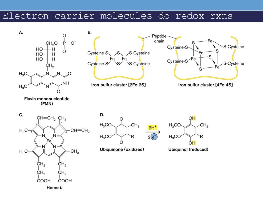 Electron carrier molecules do redox rxns