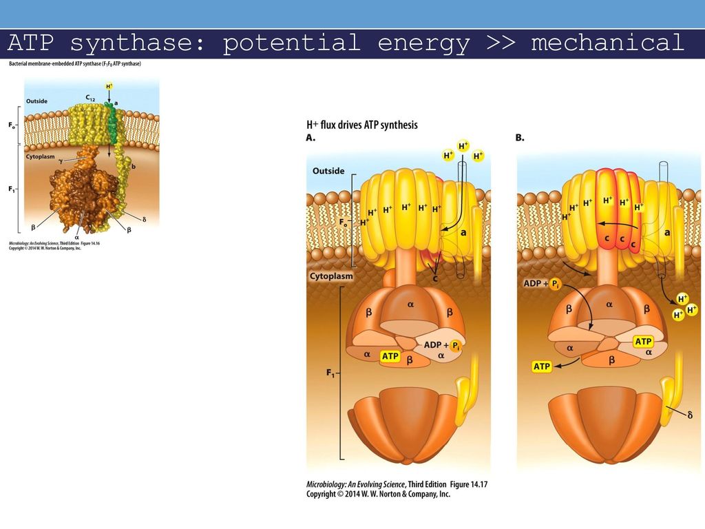 ATP synthase: potential energy >> mechanical