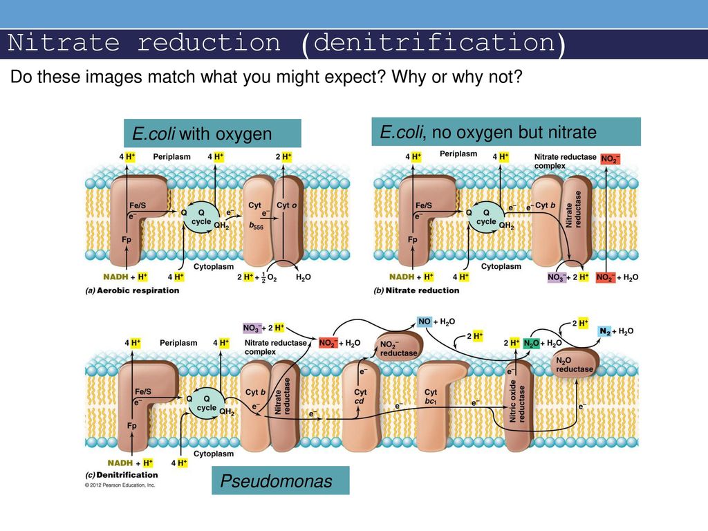 Nitrate reduction (denitrification)