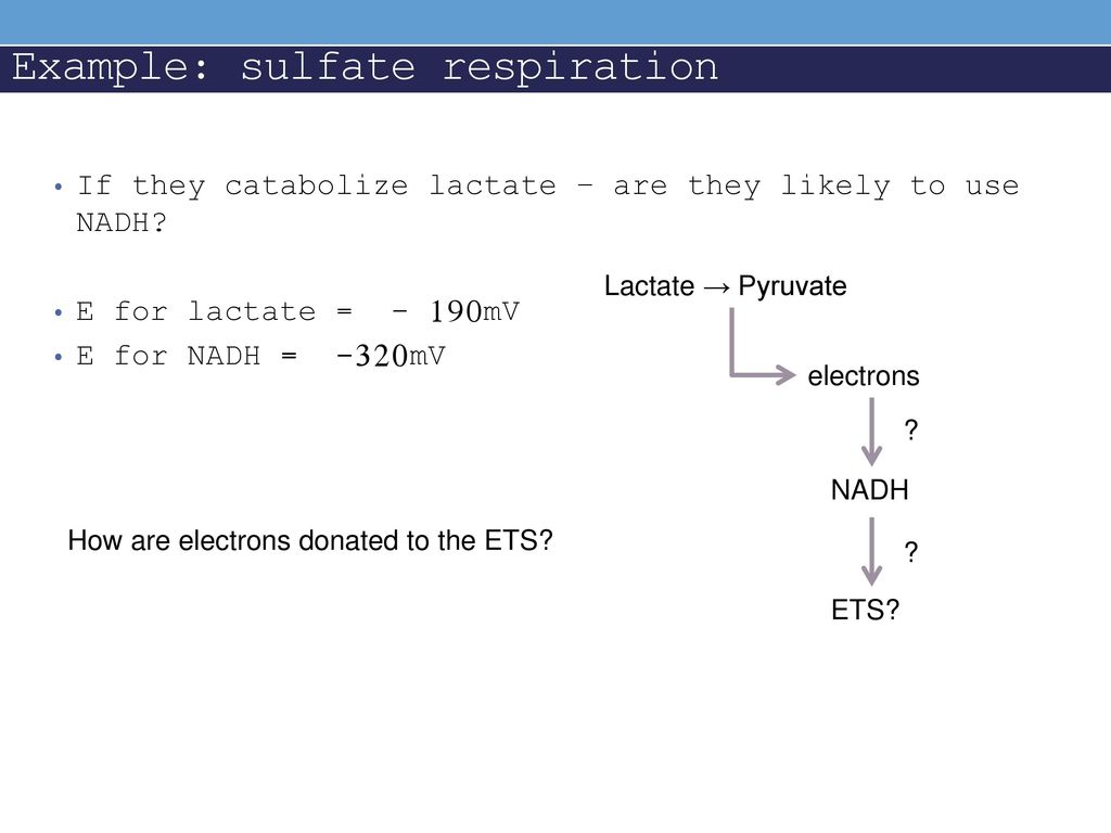 Example: sulfate respiration