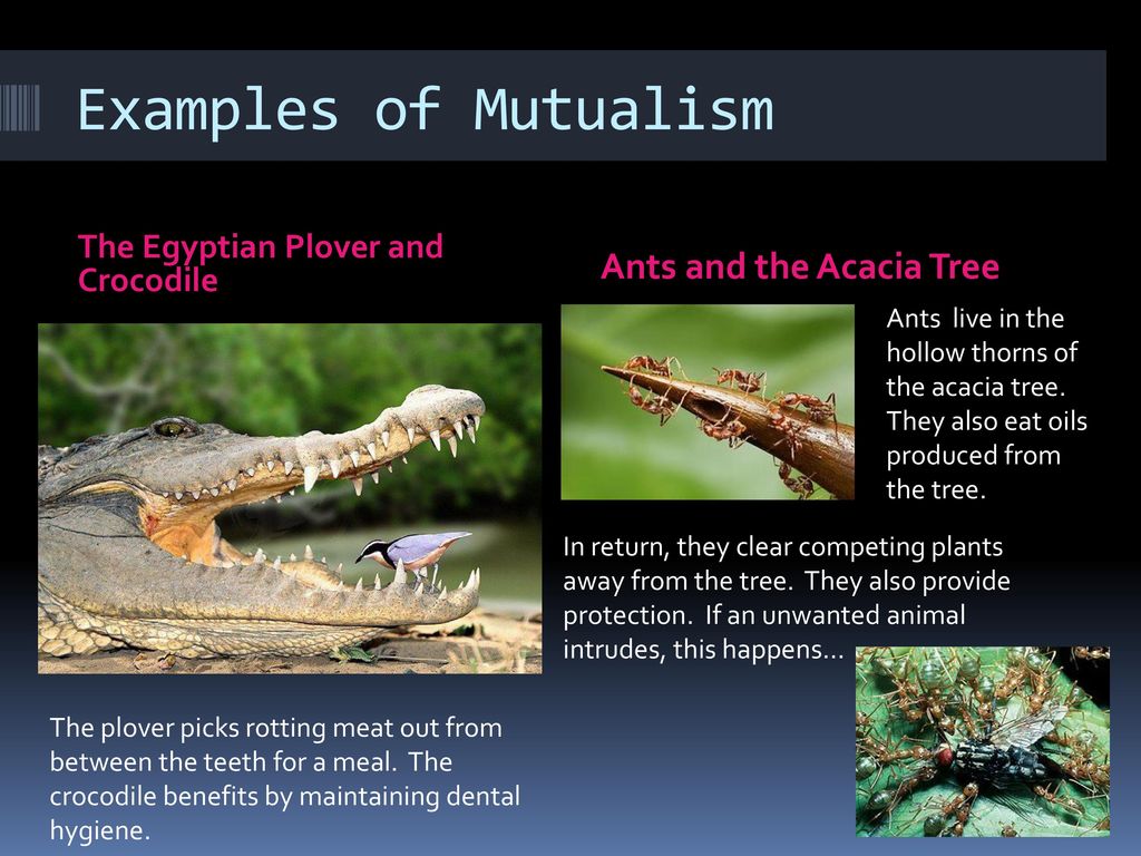 Symbiosis “Living Together” - ppt download