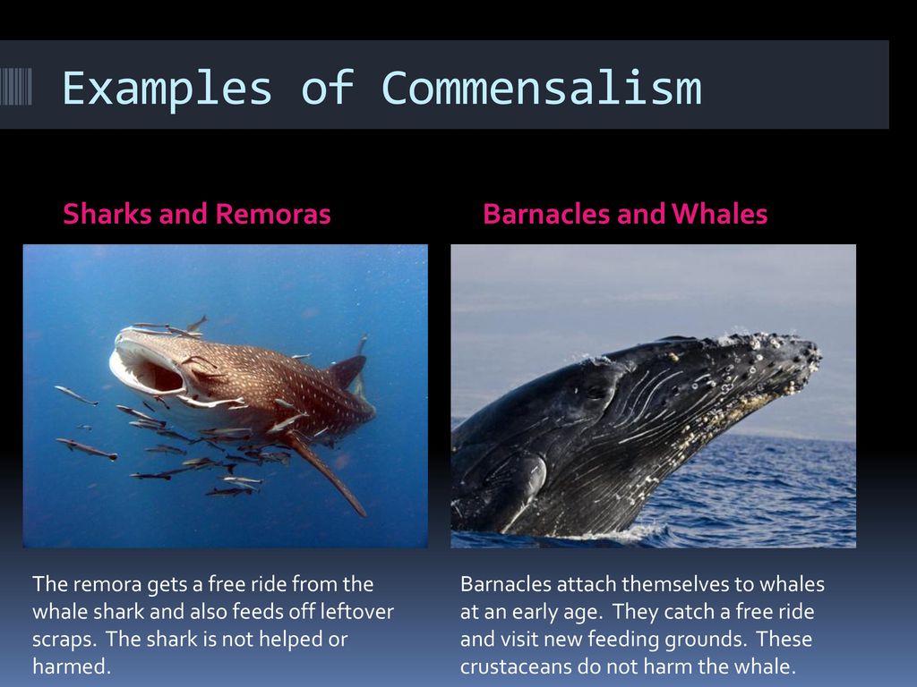 Symbiosis living together ppt download