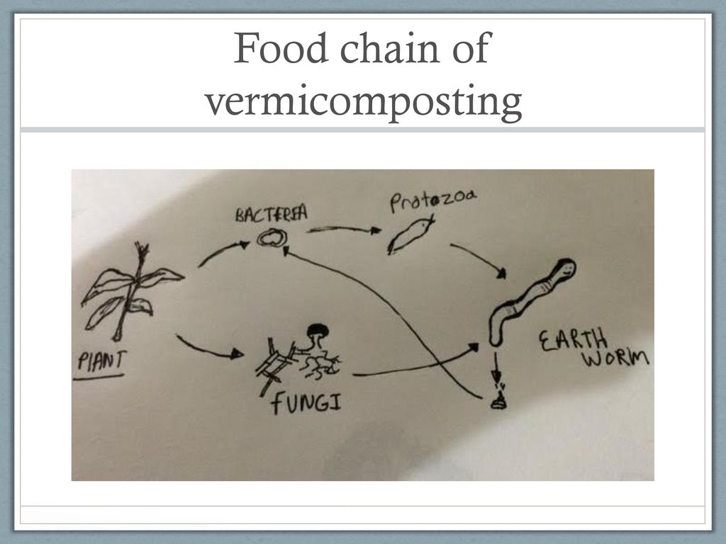 Food chain of vermicomposting