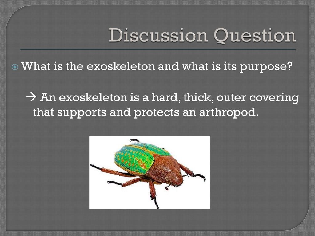 Ch.13 Mollusks, Worms, Arthropods, Echinoderms - ppt download
