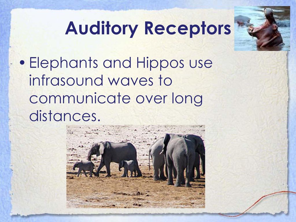 How do animals detect environmental stimuli? ppt download