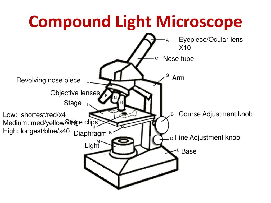 Tools of a Biologist. - ppt download