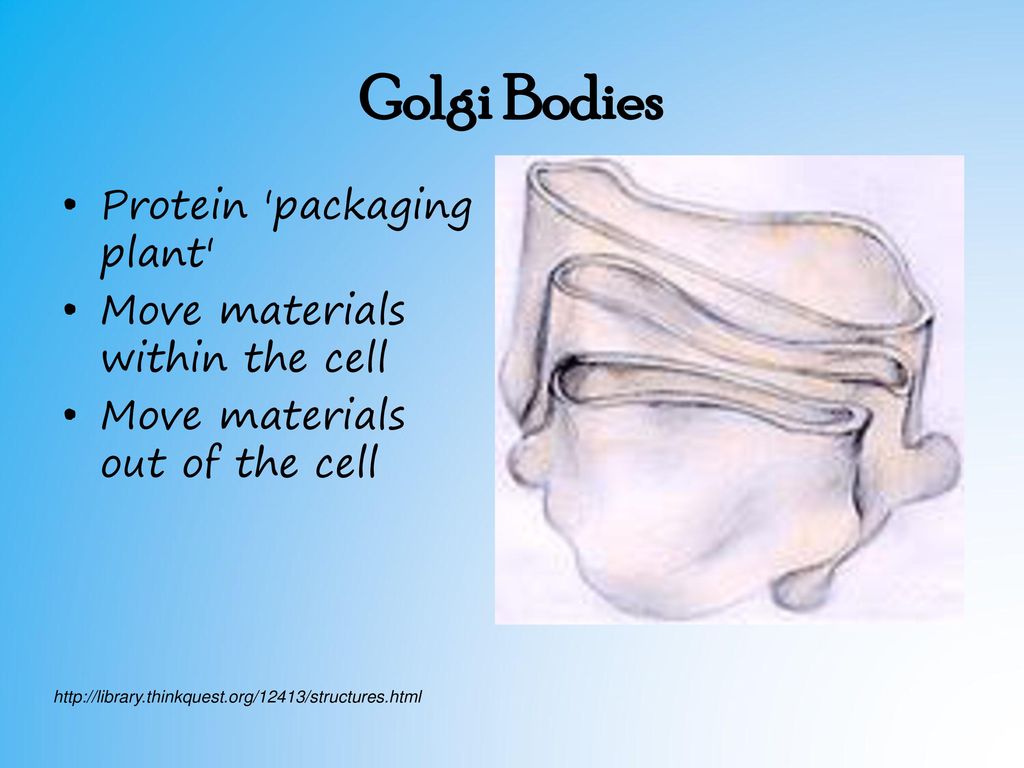 Cell Structure Function Biology Diagrams