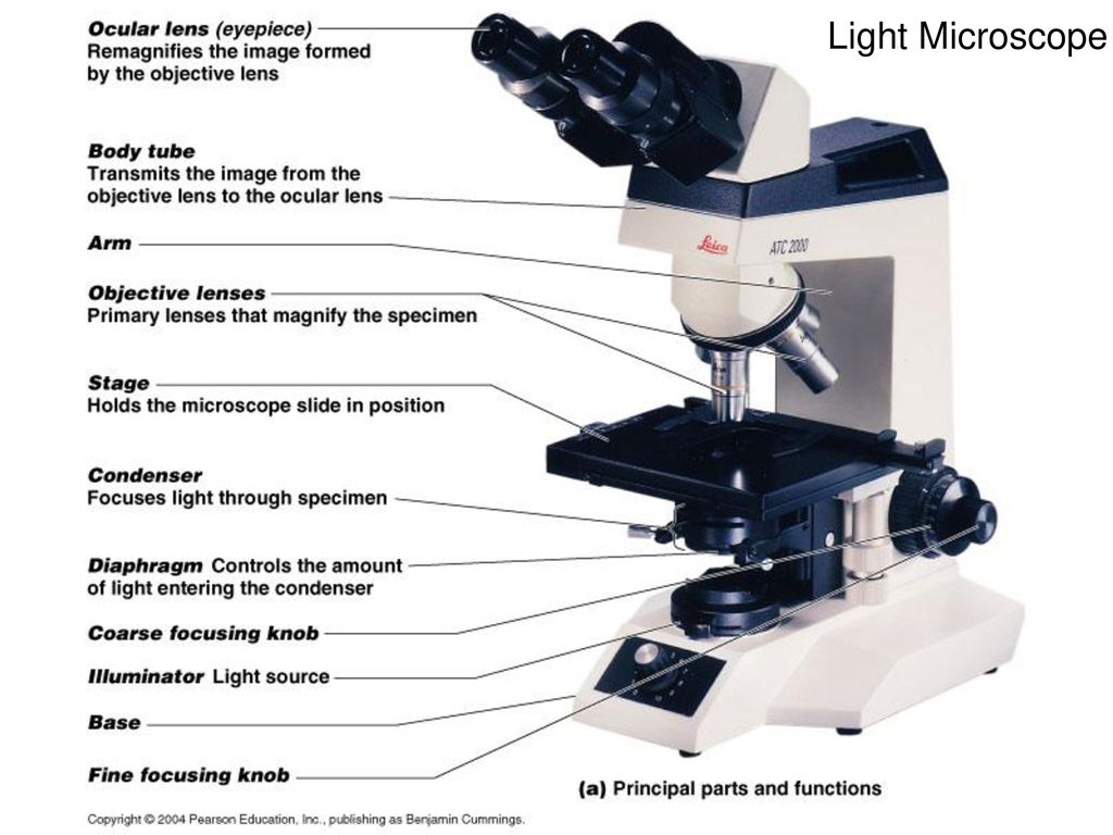 Microscopy lecture: Text Chapter 22 (supplement pg 229) - ppt download Intended For Microscope Parts And Use Worksheet