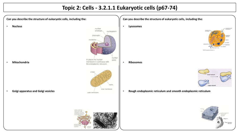 Topic 2: Cells Eukaryotic cells (p67-74)