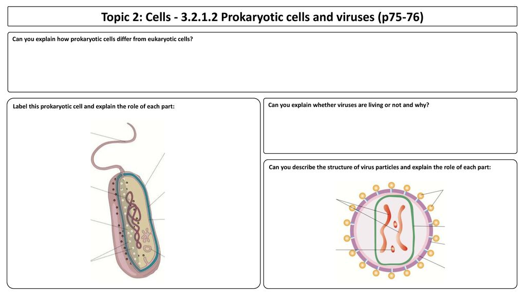 Topic 2: Cells Prokaryotic cells and viruses (p75-76)