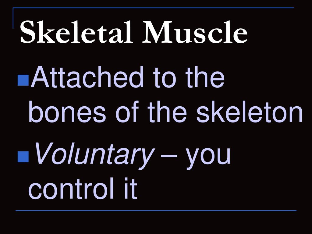 Skeletal Muscle Attached to the bones of the skeleton