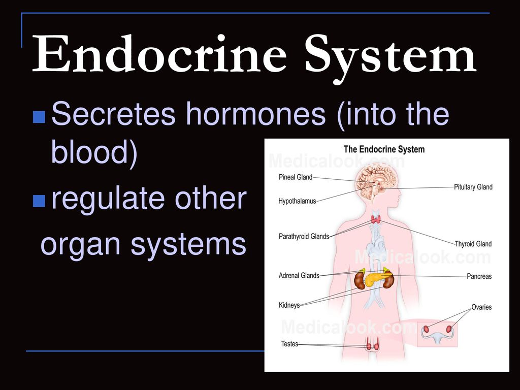 Endocrine System Secretes hormones (into the blood) regulate other