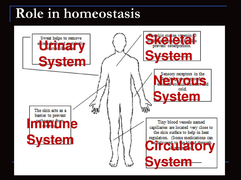Role in homeostasis Skeletal System Urinary System Nervous System