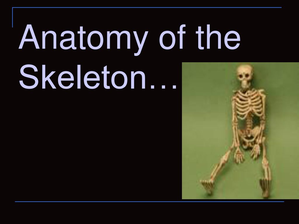 Anatomy of the Skeleton…