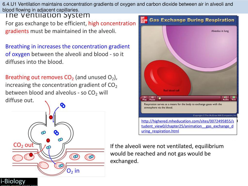 6.4.U1 Ventilation maintains concentration gradients of oxygen and carbon dioxide between air in alveoli and blood flowing in adjacent capillaries.