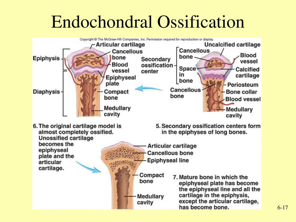The bones form. Epiphyseal line. Эпифизарный хрящ кости. Endochondral ossification. Epiphyseal Plate of long Bone.