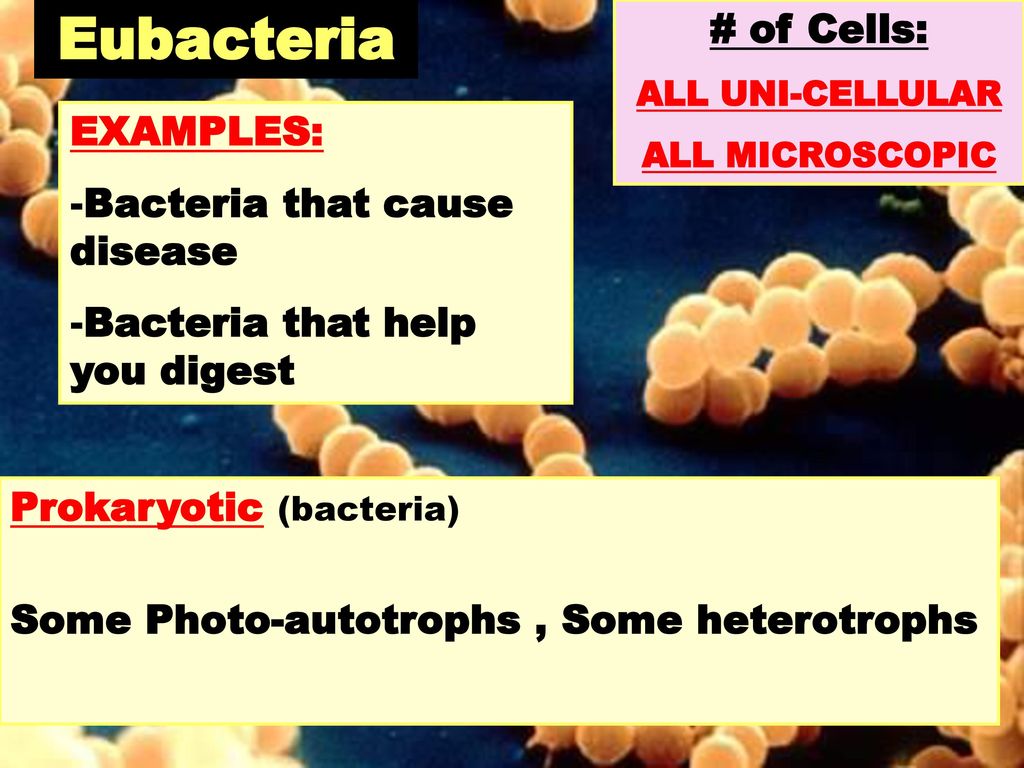 Eubacteria # of Cells: EXAMPLES: Bacteria that cause disease