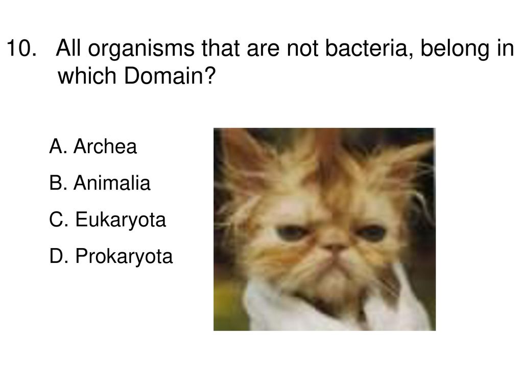 10. All organisms that are not bacteria, belong in which Domain