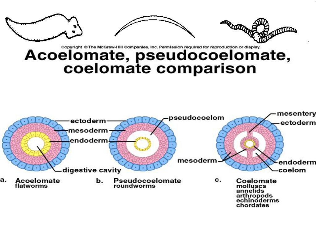 platyhelminthes acoelomate pseudocoelomate coelomate