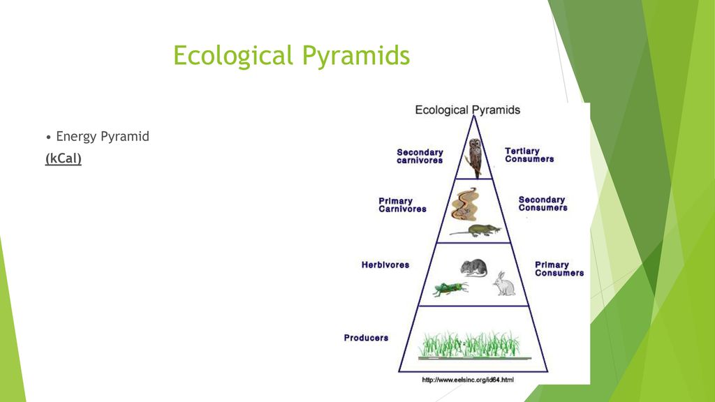 Ecology!. - ppt download