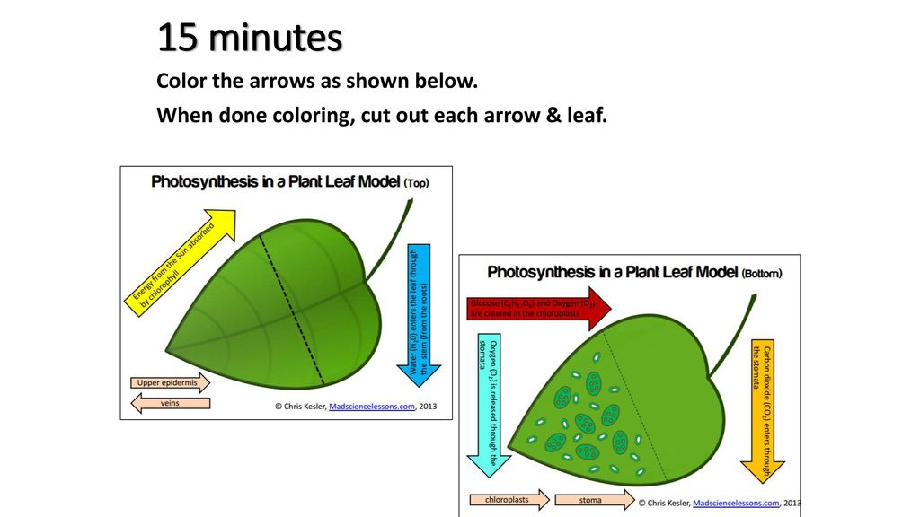 Photosynthesis Notes October 12th Ppt Download