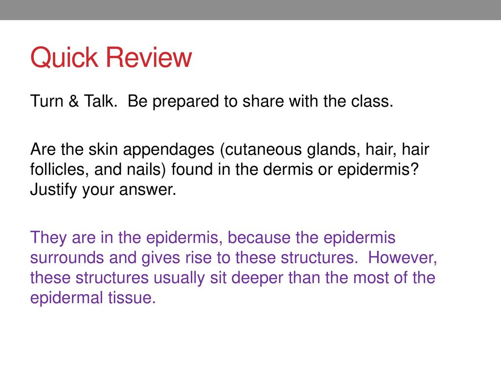 Skin Appendages & Skin Cancer Biology Diagrams
