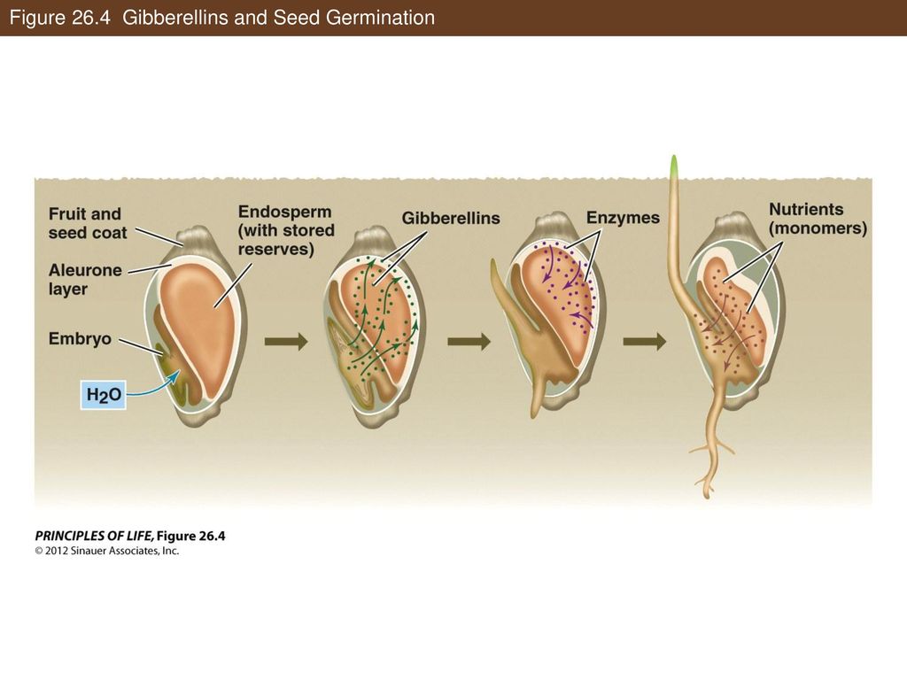 Figure 26.4 Gibberellins and Seed Germination