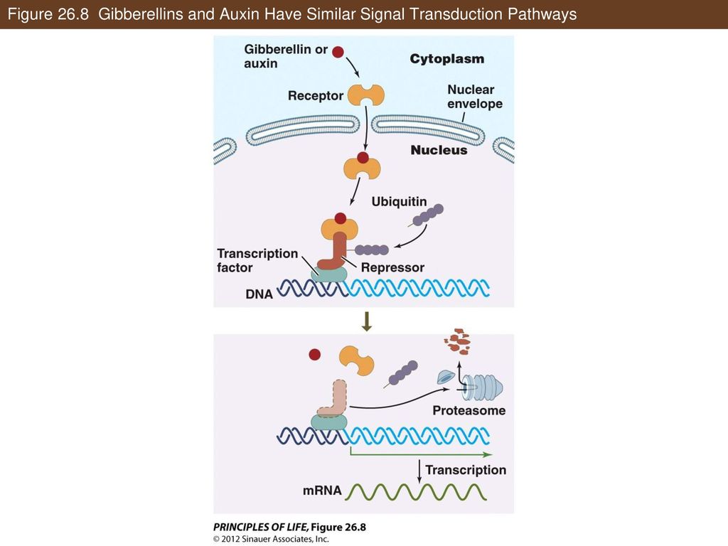 Figure 26.8 Gibberellins and Auxin Have Similar Signal Transduction Pathways