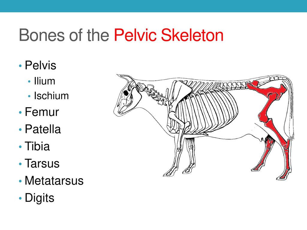 Bones of the Pelvic Skeleton