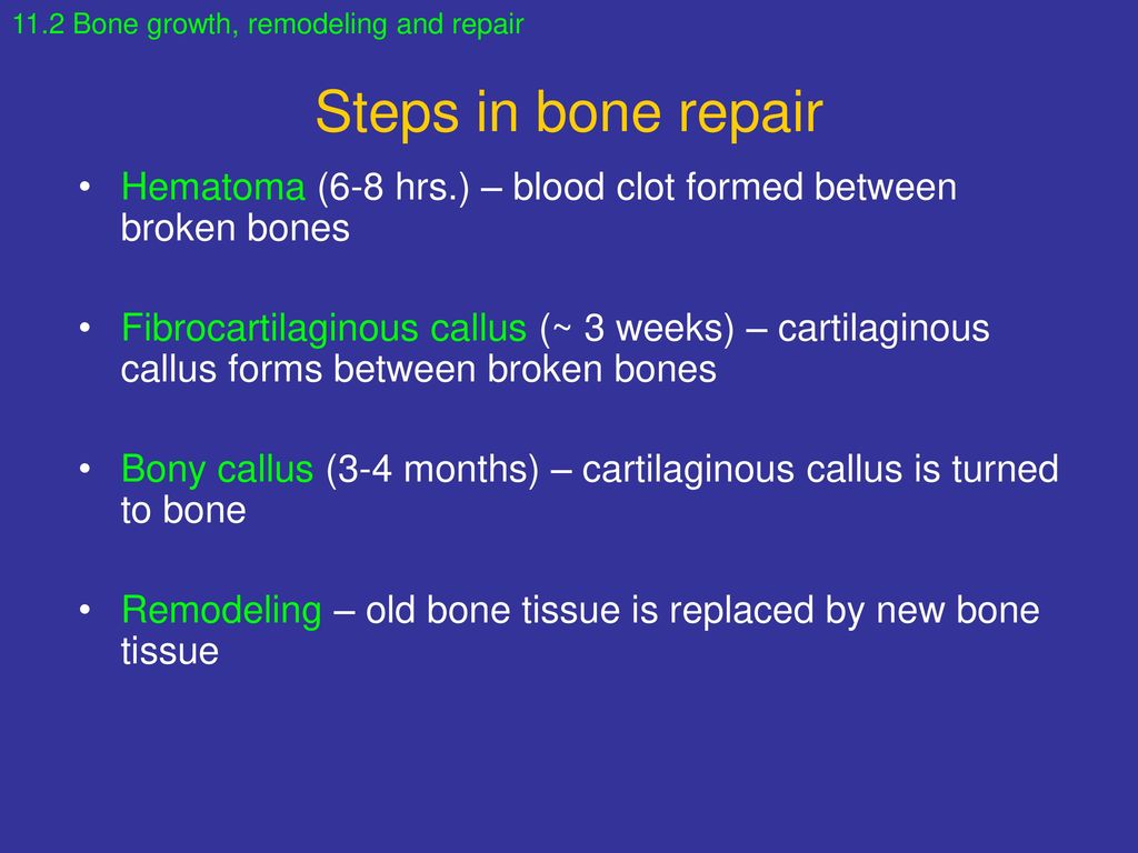 Chapter 11 Skeletal System Biology Diagrams