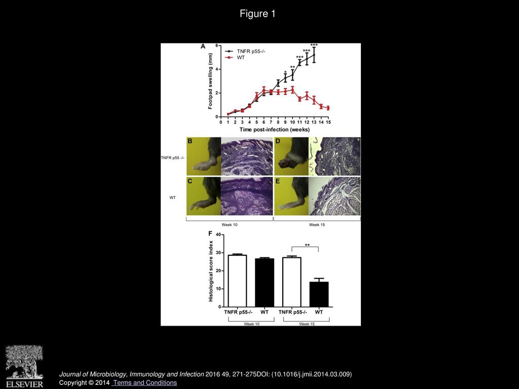 Impact of tumor necrosis factor receptor p55 deficiency in susceptibility  of C57BL/6 mice to infection with Leishmania (Leishmania) amazonensis  Diego. - ppt download