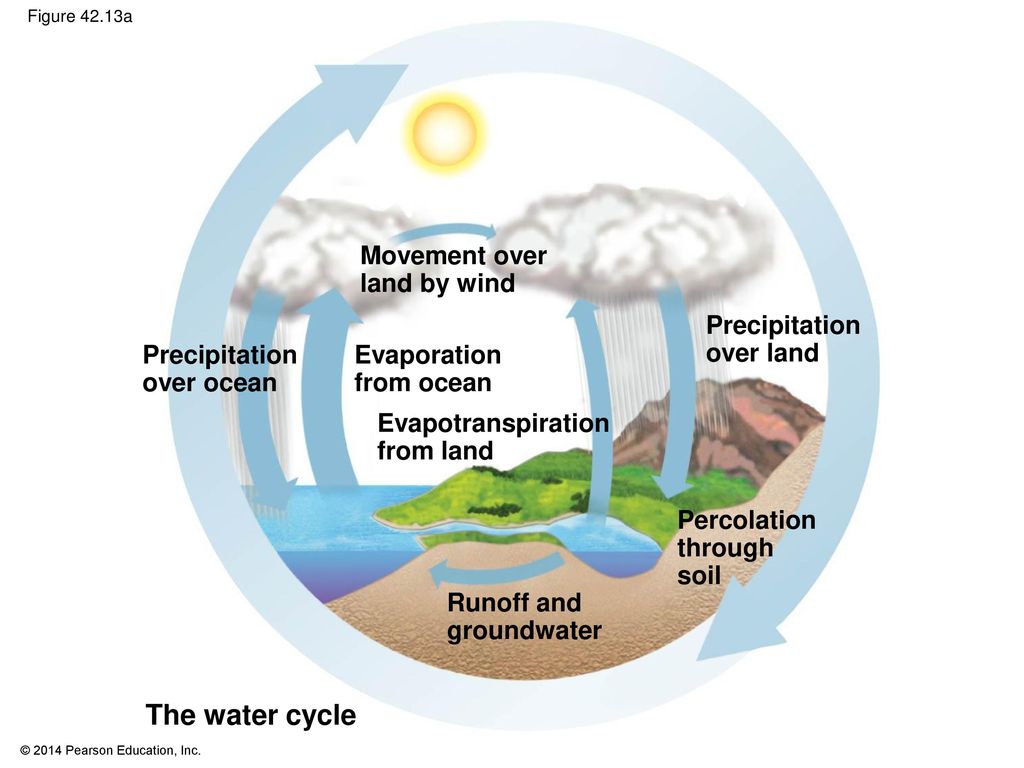 The water cycle Movement over land by wind Precipitation over land