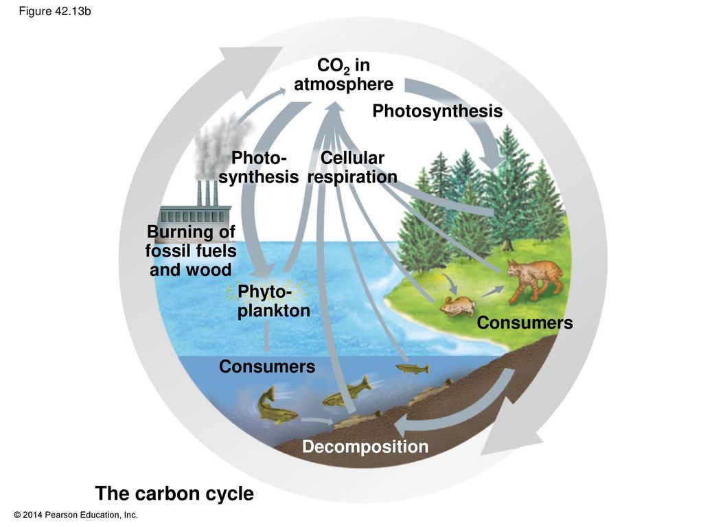 The carbon cycle CO2 in atmosphere Photosynthesis Photo- synthesis