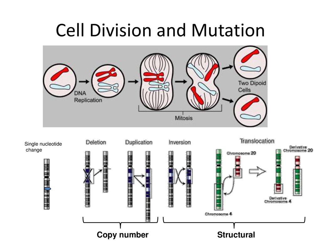 CSCI2950-C Lecture 9 Cancer Genomics - ppt download