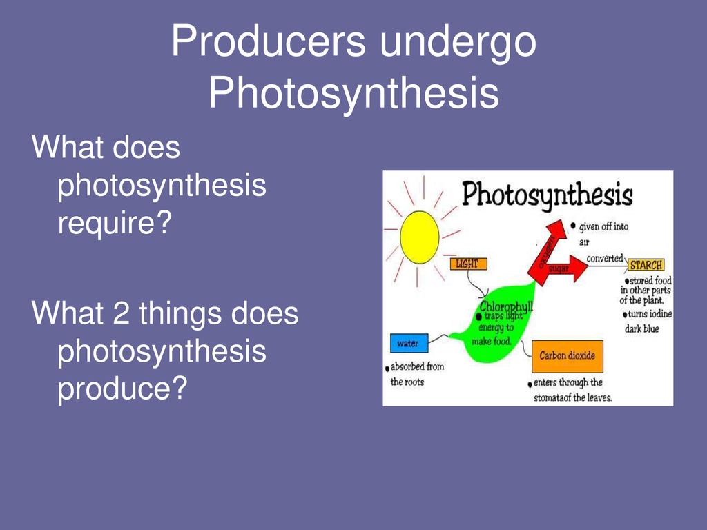 Producers undergo Photosynthesis