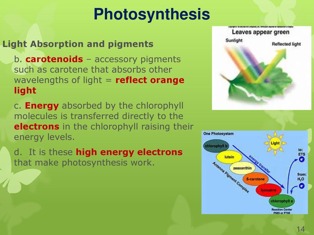 Chapter 8: Photosynthesis - ppt download