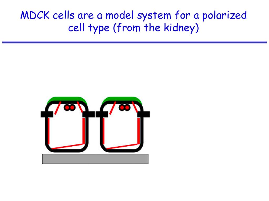MDCK cells are a model system for a polarized cell type (from the kidney)