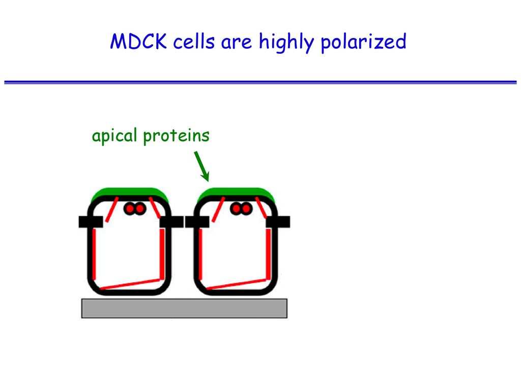MDCK cells are highly polarized