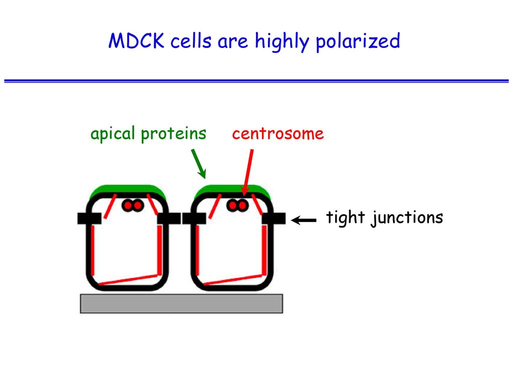 MDCK cells are highly polarized