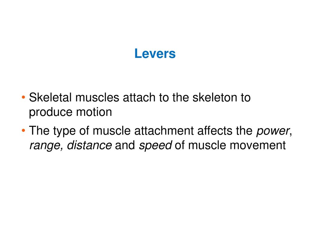  skeletal muscle gross anatomy ppt download
