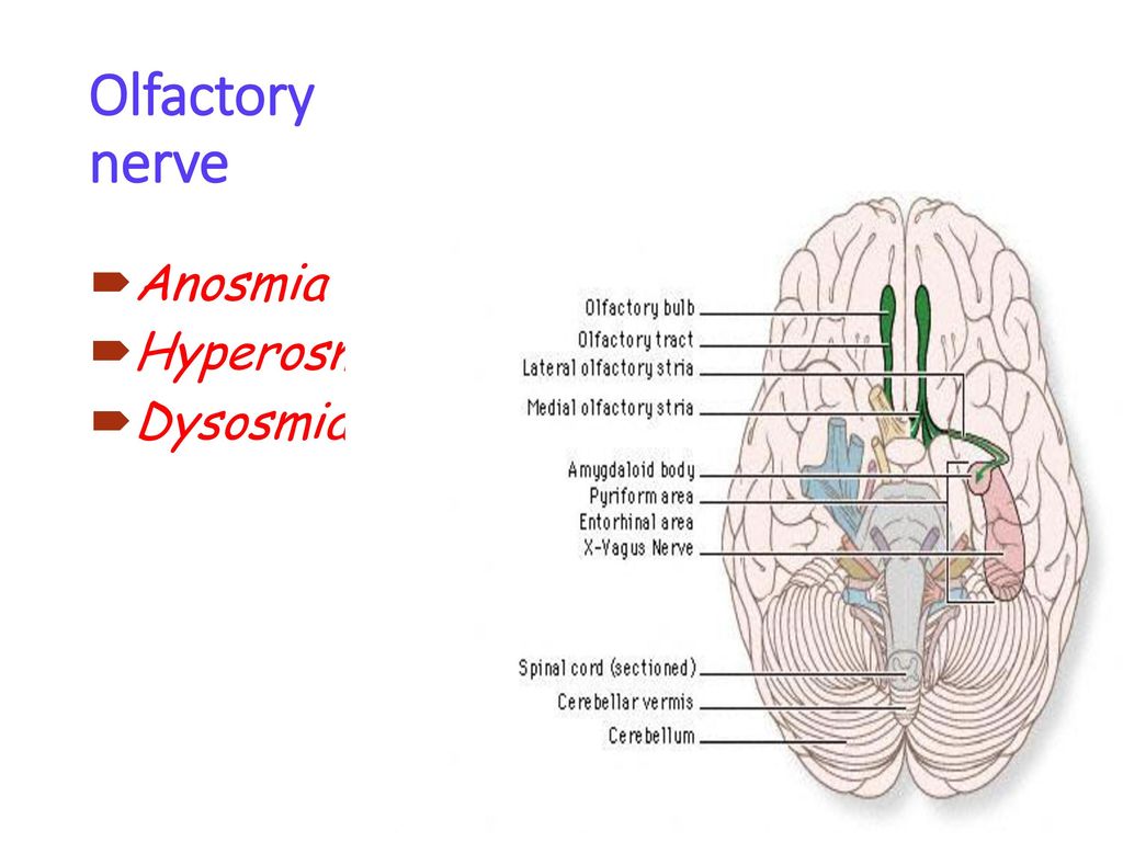 Cranial nerve. - ppt download