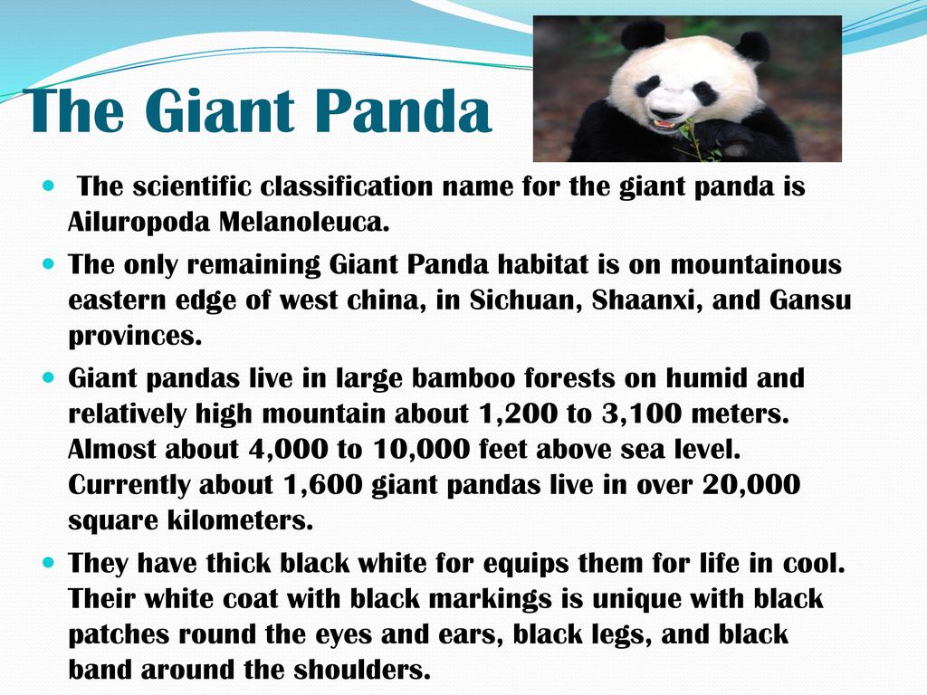 Giant Panda By: Leann Rose Pablo. - ppt download