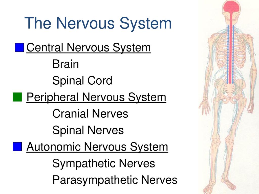 Chapter 9 Nervous System Ppt Download