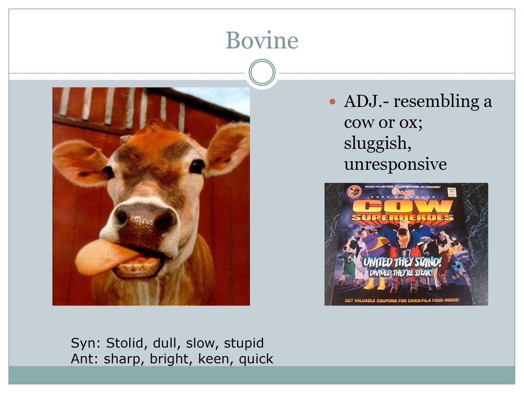 Bovine ADJ.- resembling a cow or ox; sluggish, unresponsive