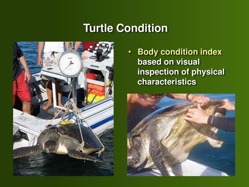 Turtle Condition Body condition index based on visual inspection of physical characteristics