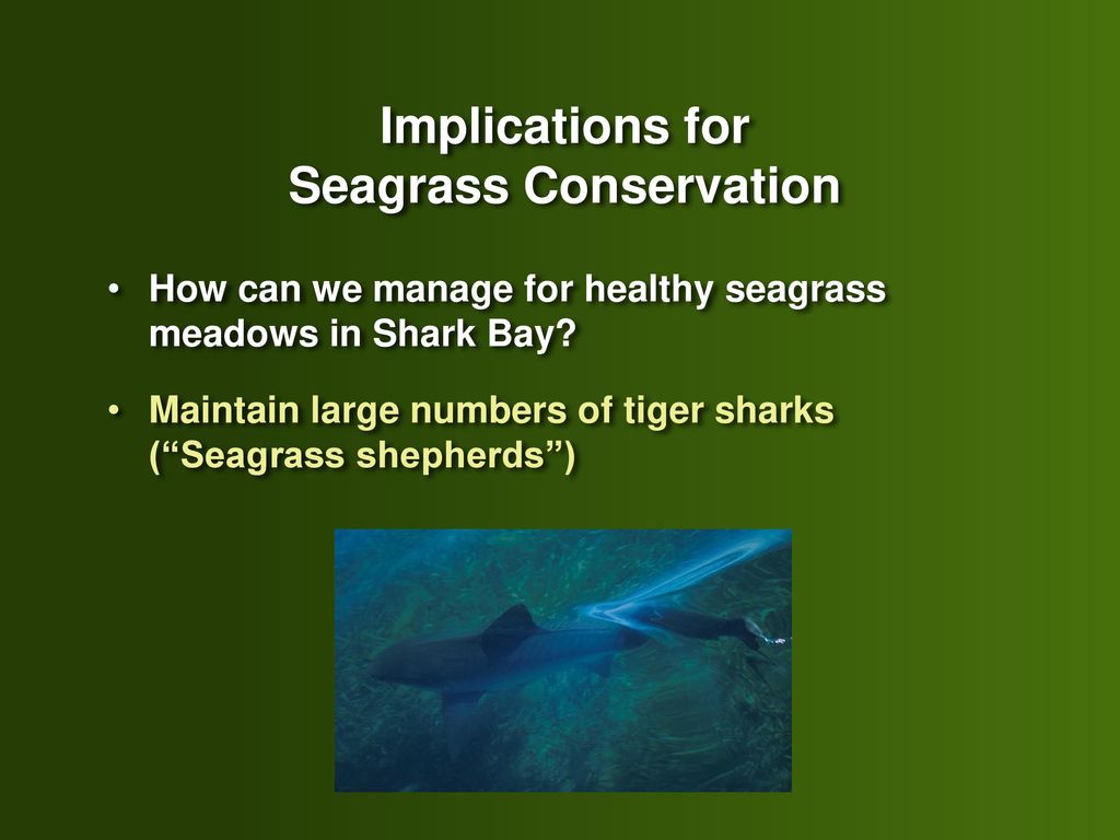 Implications for Seagrass Conservation
