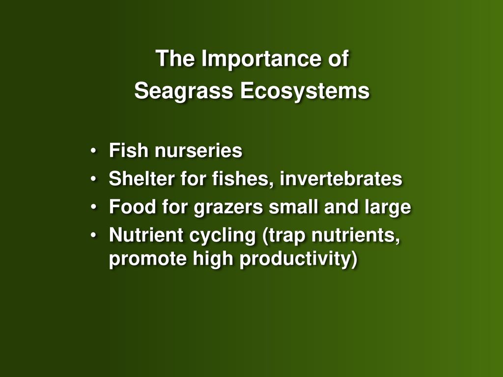 The Importance of Seagrass Ecosystems